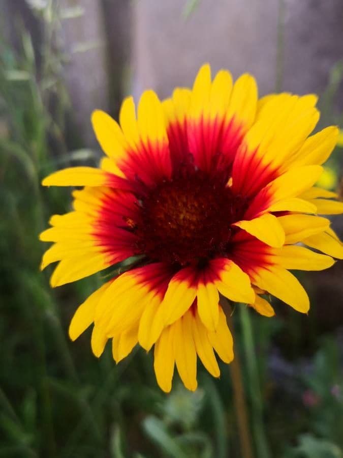 Gaillardia aristata 7