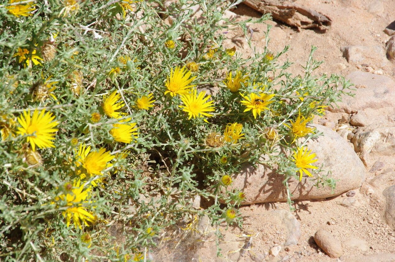 Anvillea 3
