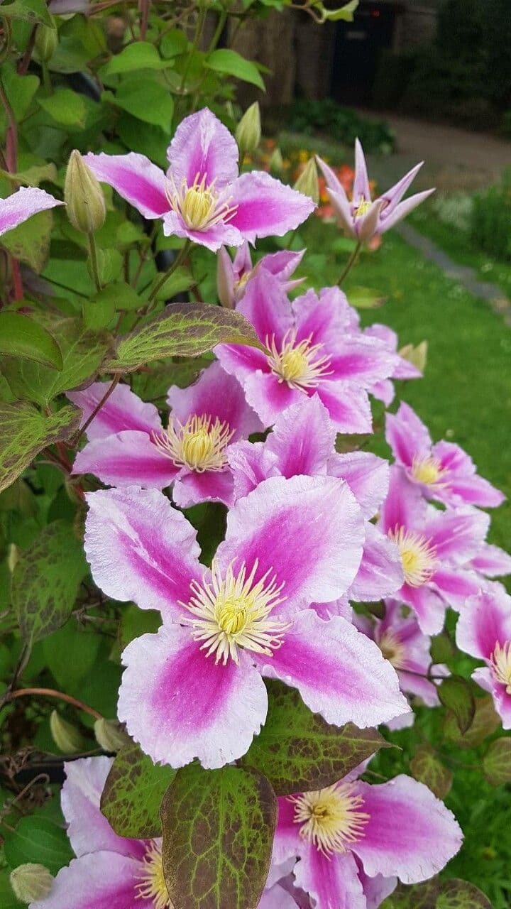 Clematis 6