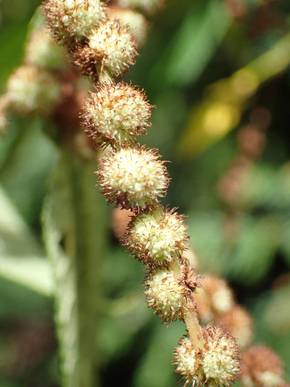 Ortica falsa pendula 4