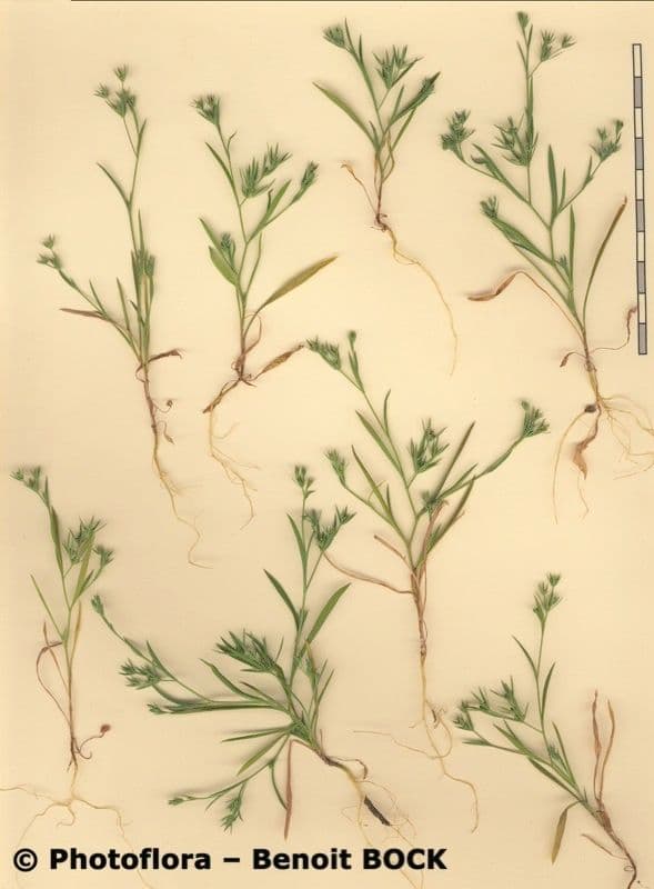 Bupleuro composto 14