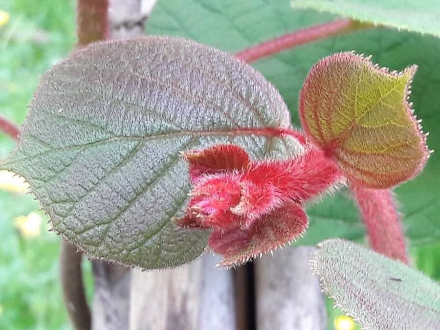Kiwi dorato 18