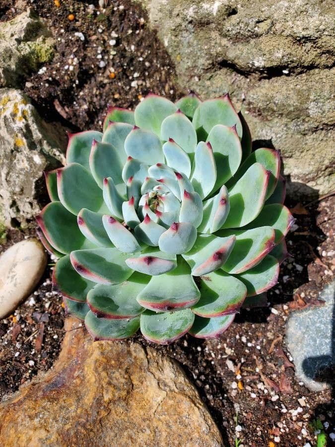 Echeveria 13