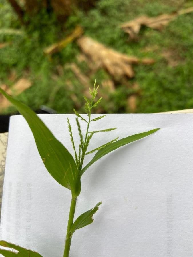 Ocellochloa stolonifera