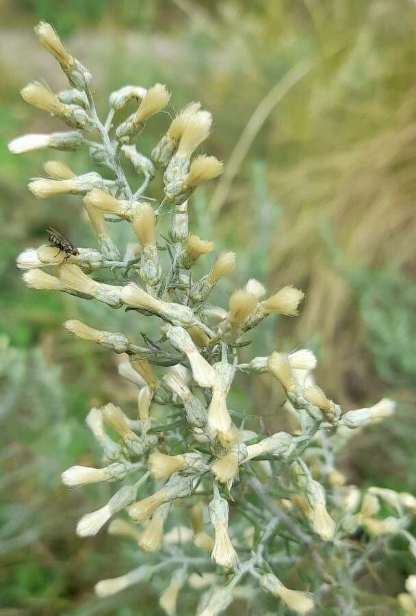 Baccharis