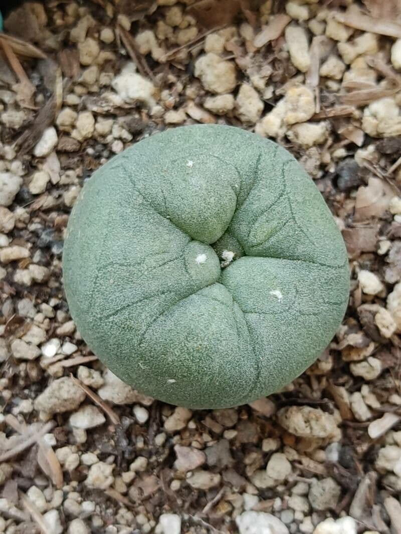 Peyote 4