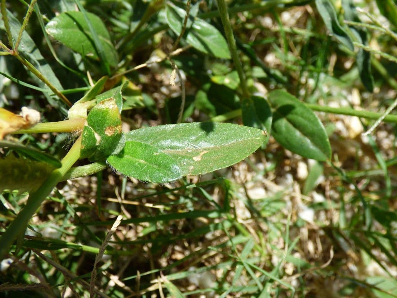 Gomphrena 16