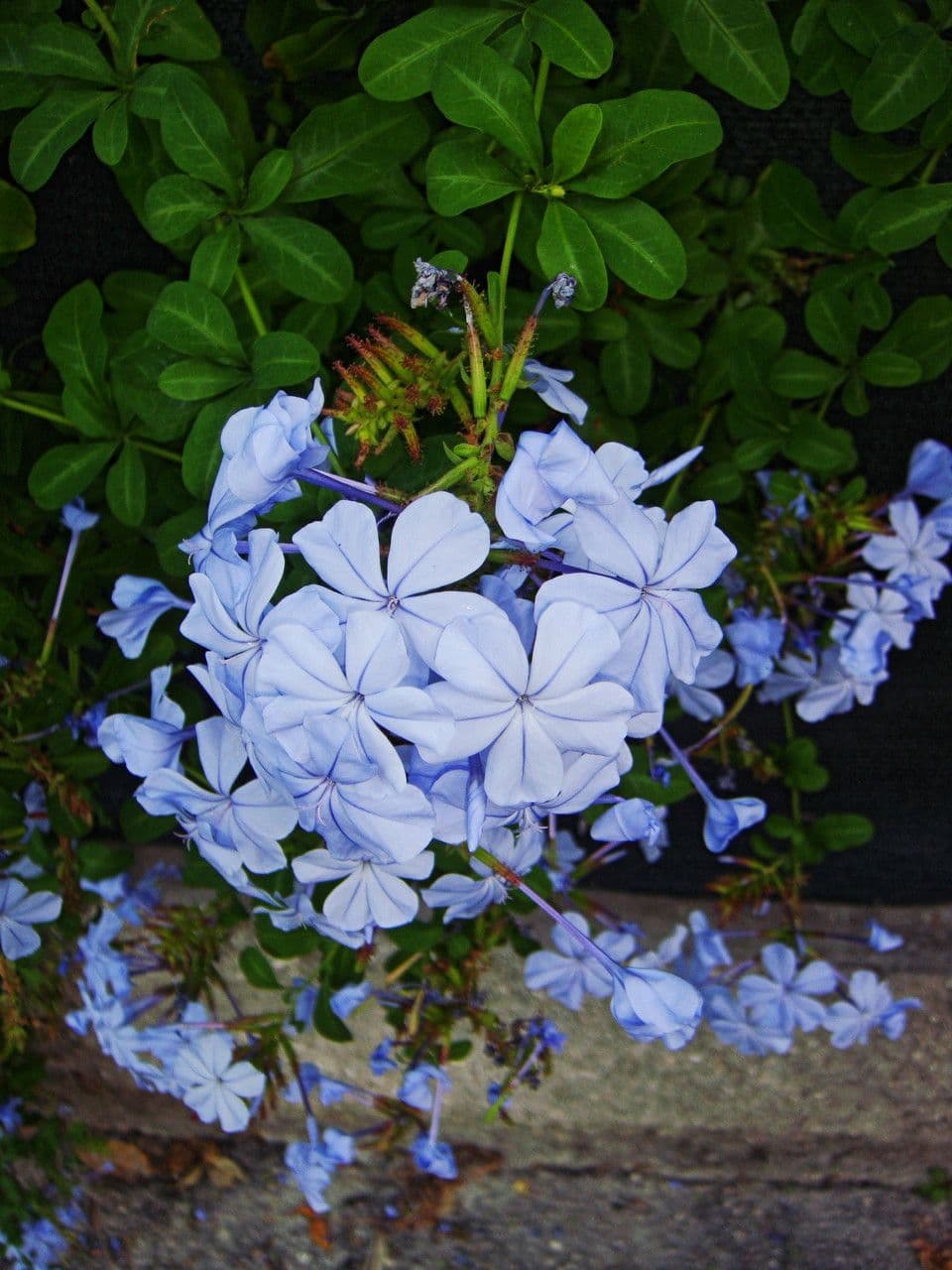 Plumbago auriculata 15