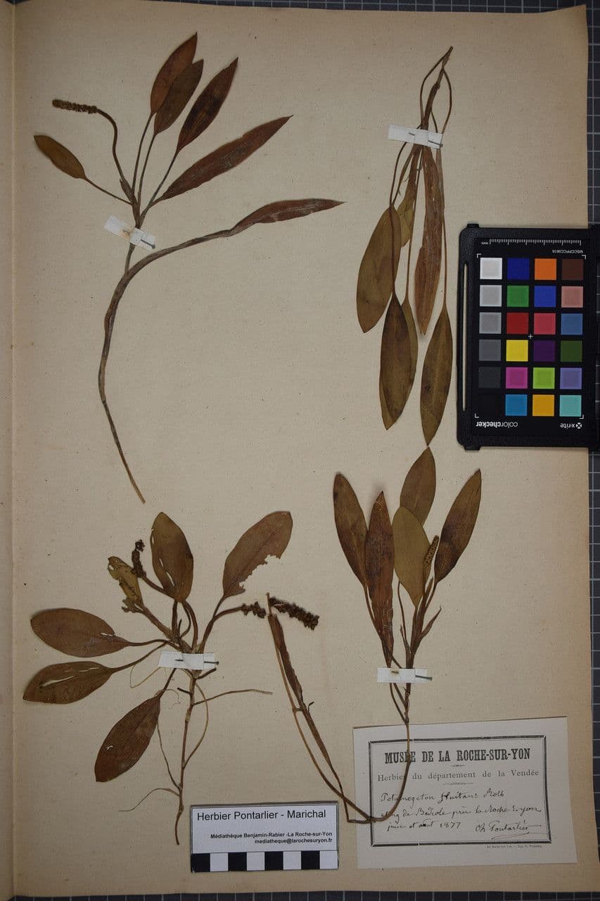Brasca nodosa 21