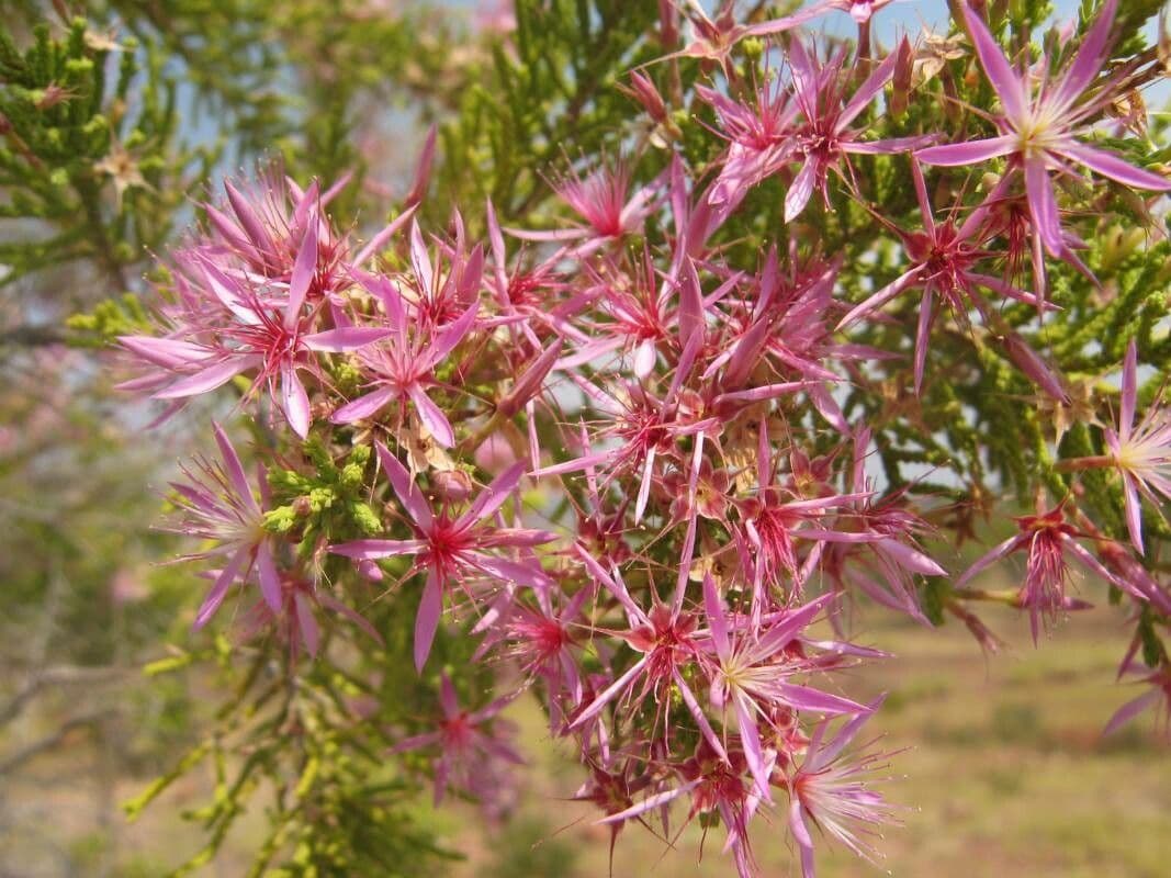 Calytrix 2