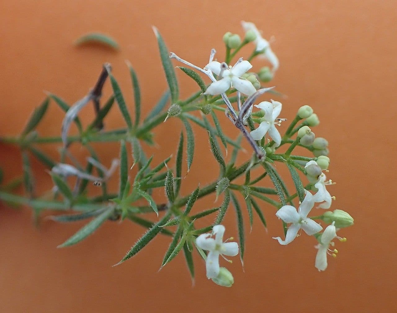 Caglio liscio 5