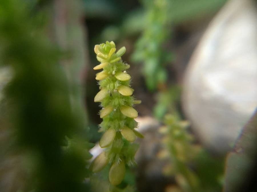Valantia muralis 10