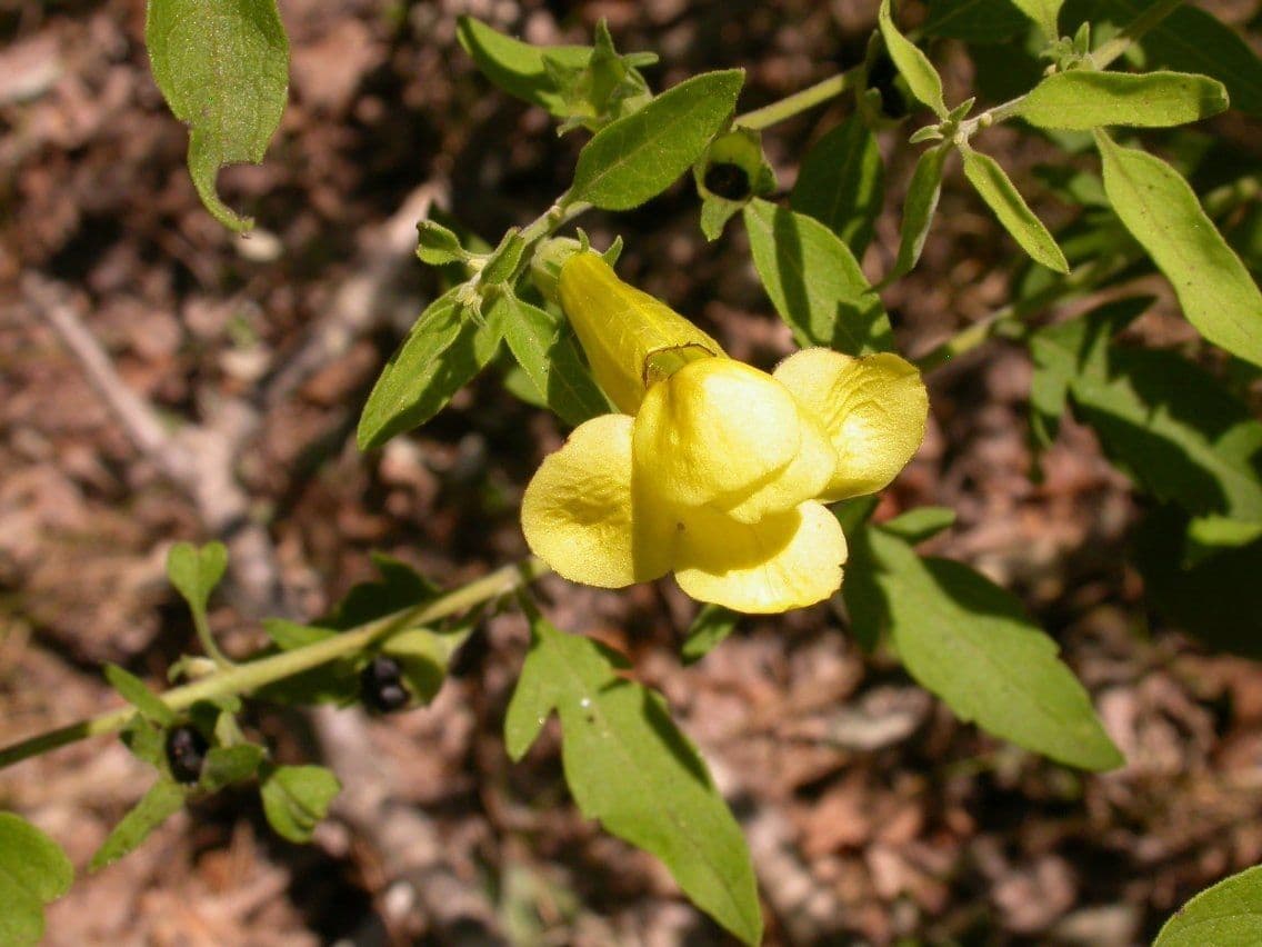 Aureolaria grandiflora 6