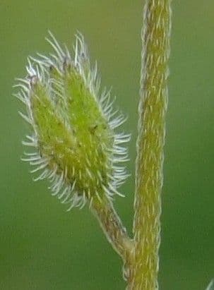 Miosotide ramosissima 22