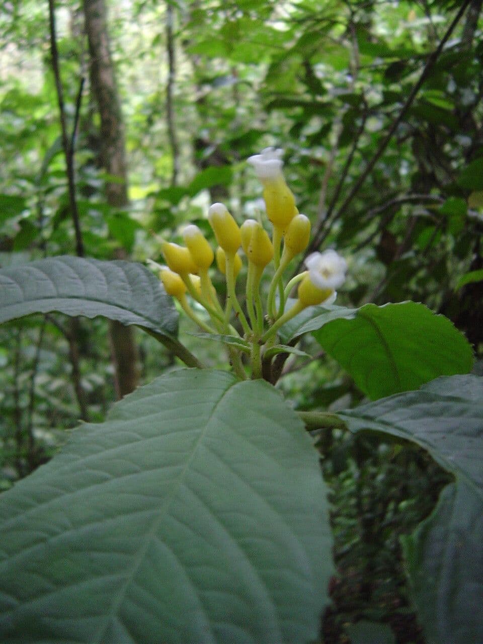 Besleria