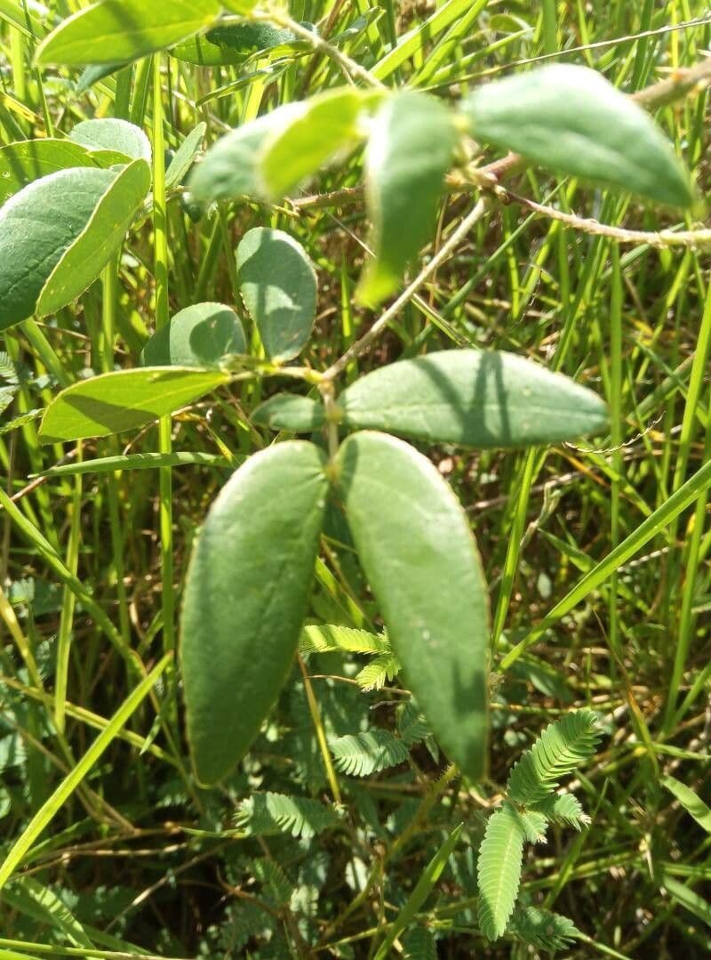 Sensitive mimosa 5