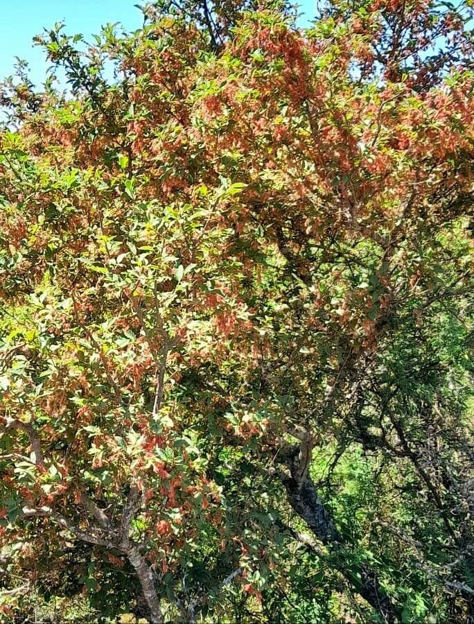 Ruprechtia 3