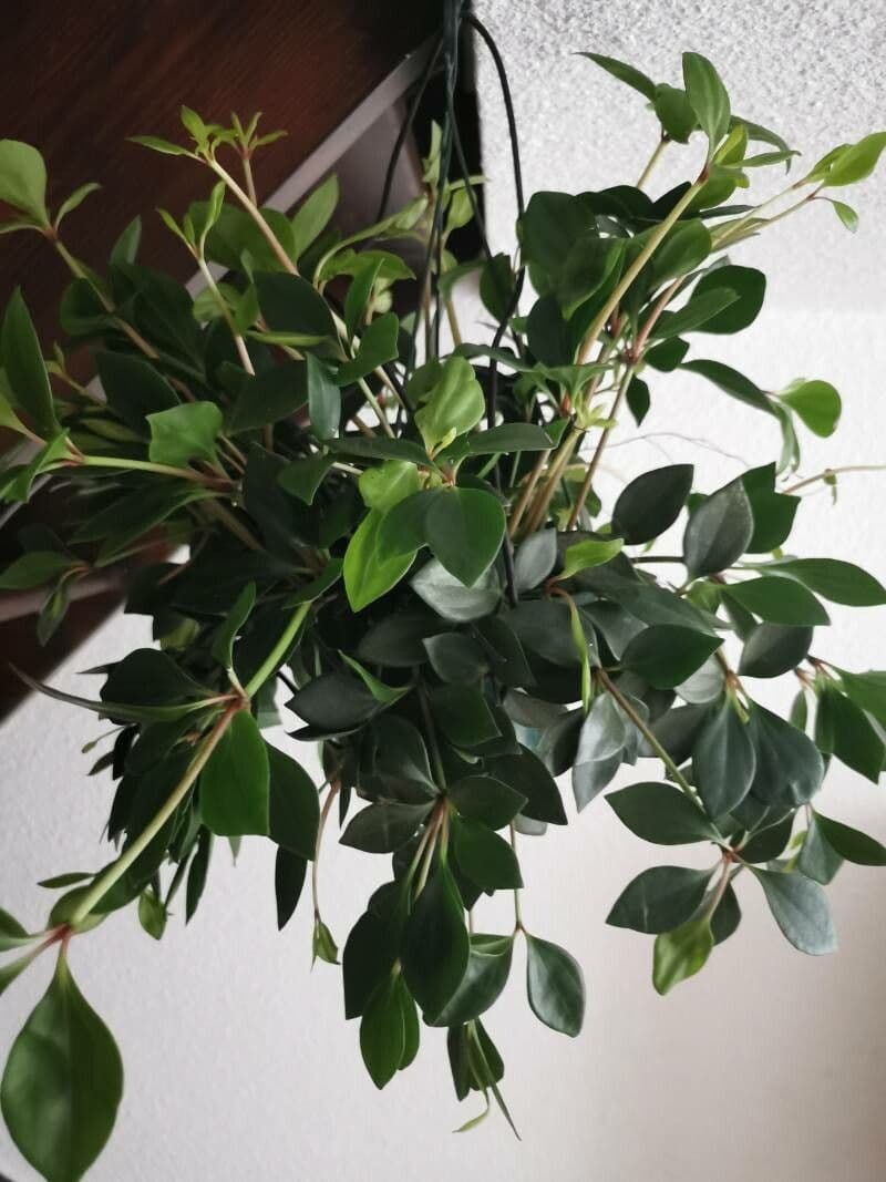 Peperomia glabra 10