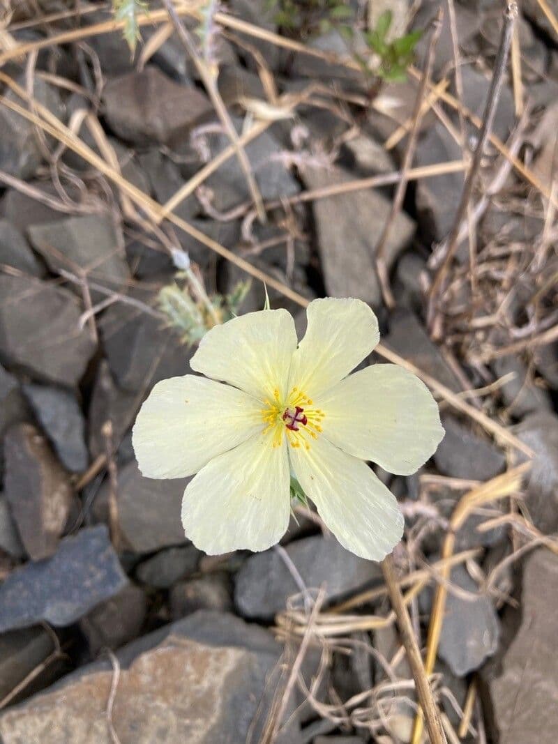 Argemone ocra 6