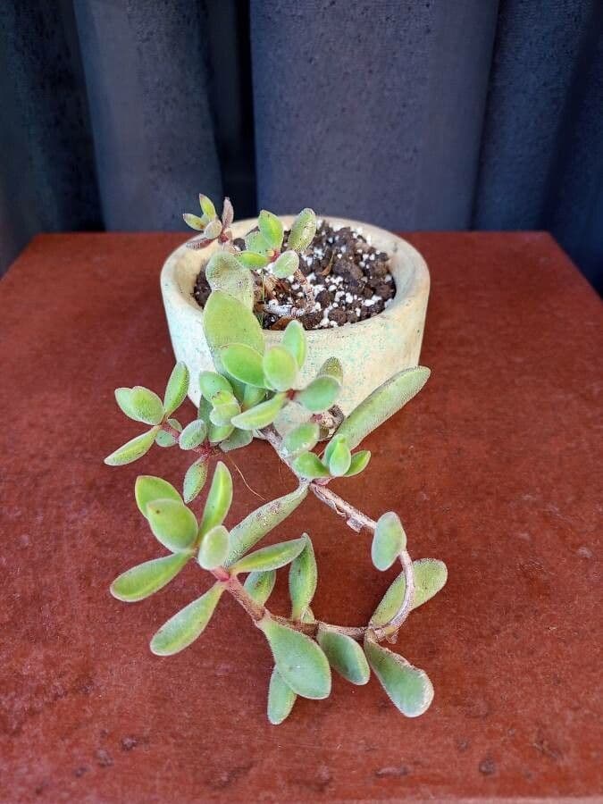 Crassula 19