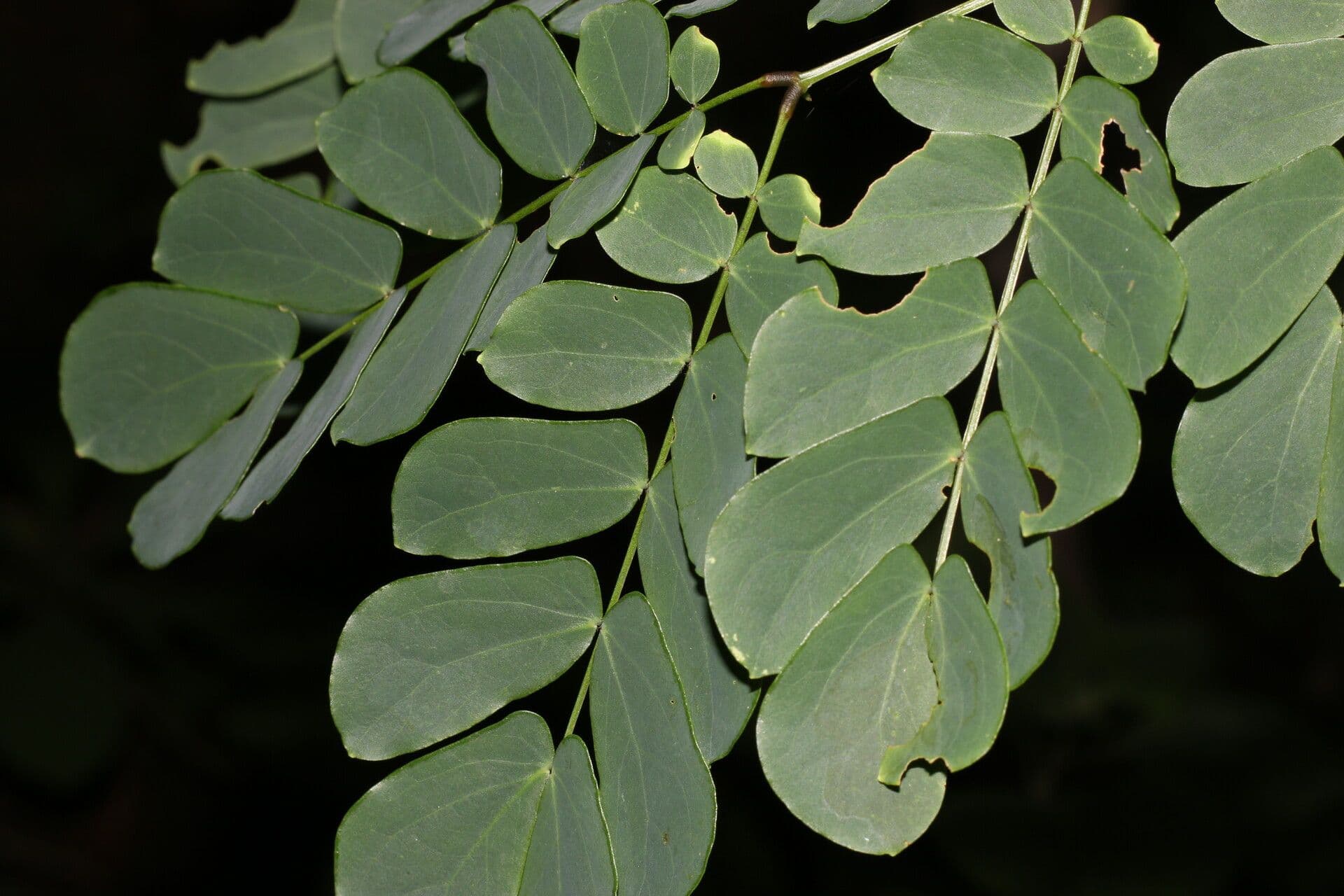 Schott's stickpea 18