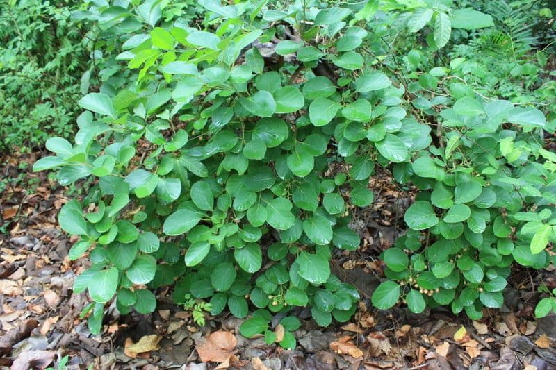 Cordia myxa 12