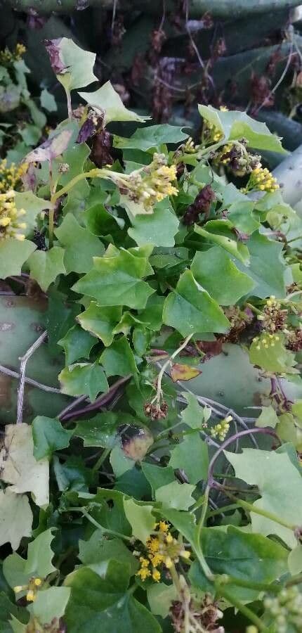 Delairea odorata 15