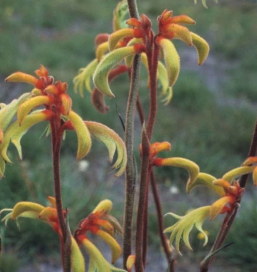 Anigozanthos