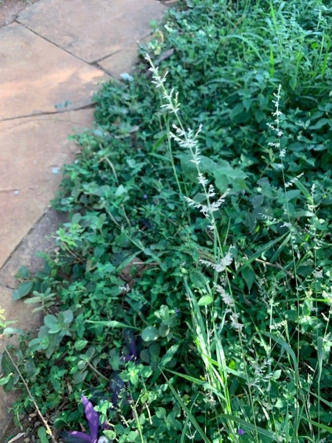 Eragrostis 3