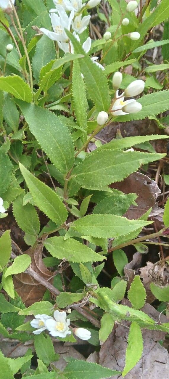 Deutzia 14