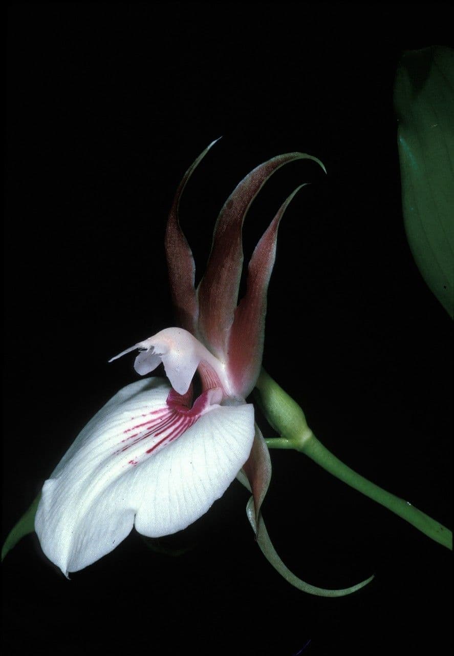 Zygosepalum 5