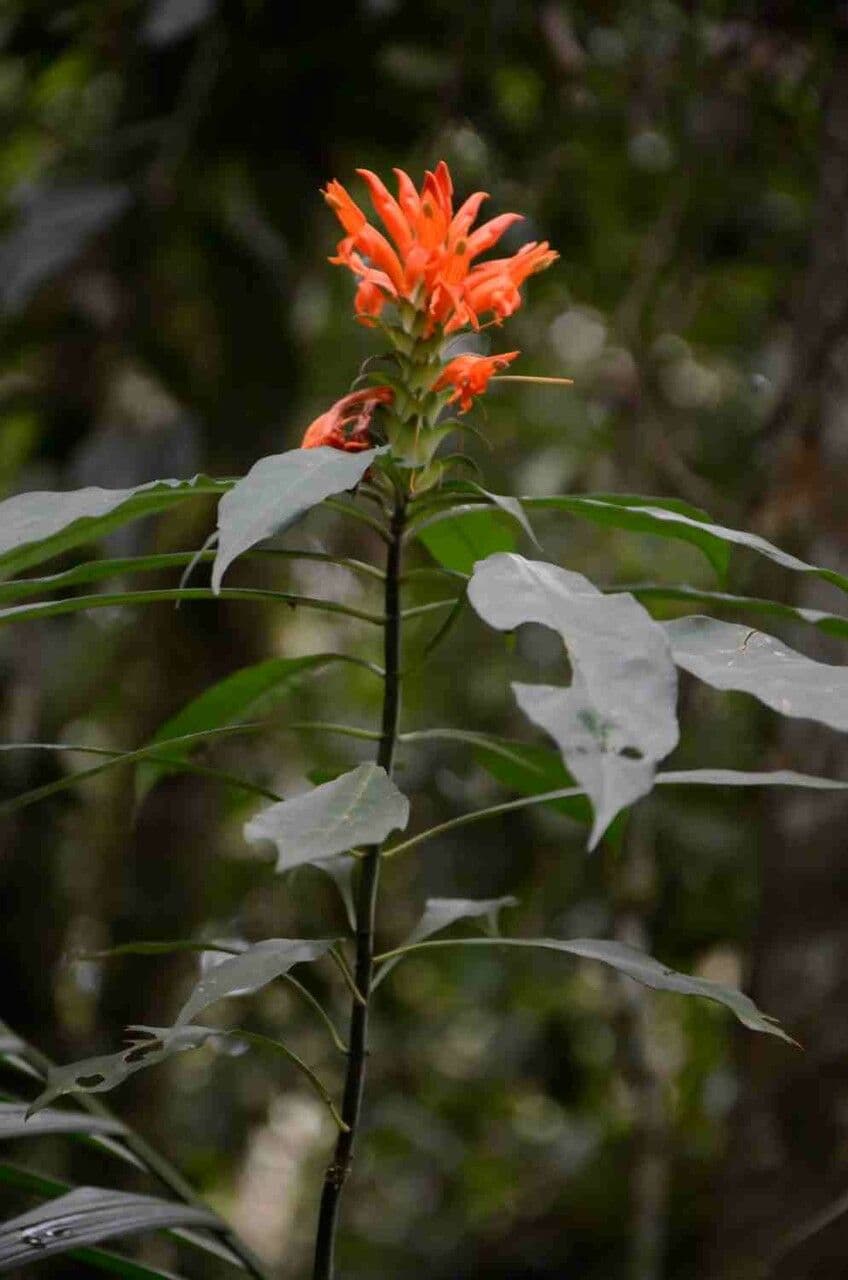 Aphelandra 4