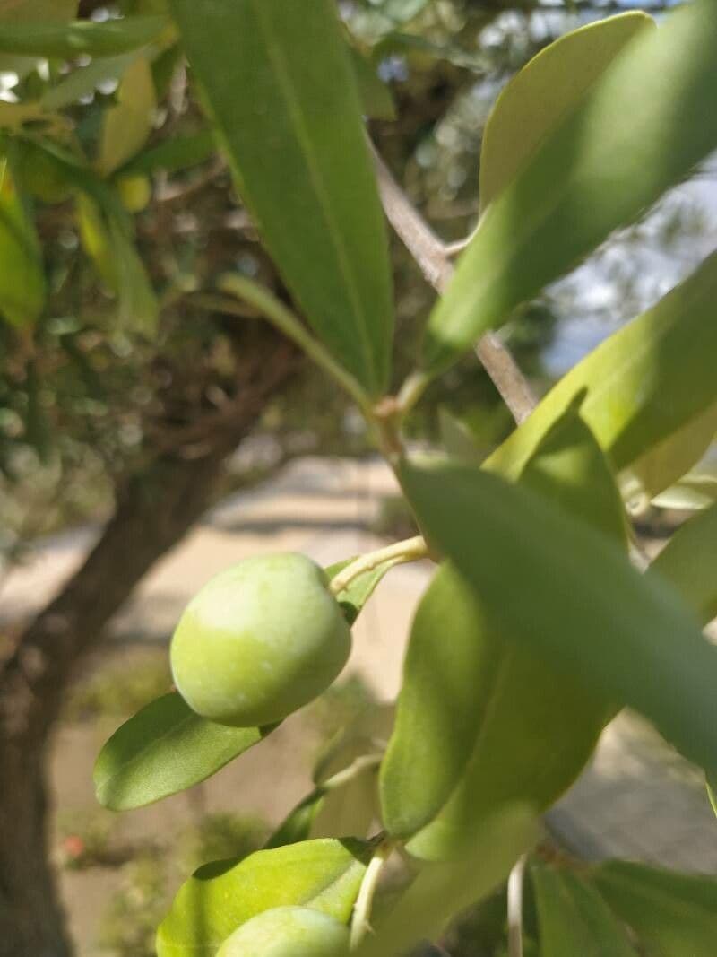 Pitosporum