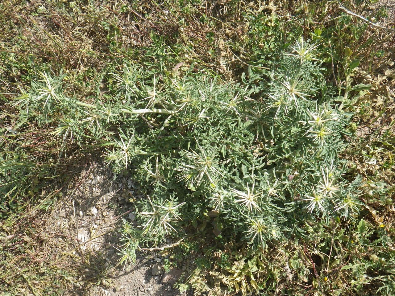 Calcatreppola 13