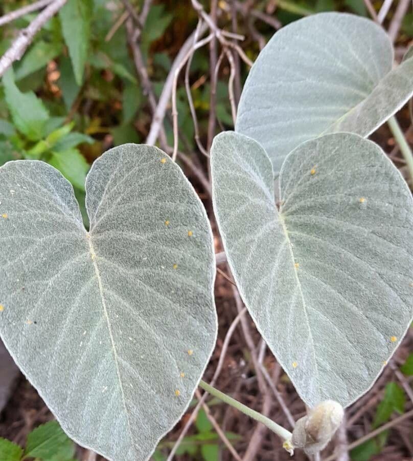 Ipomea 9