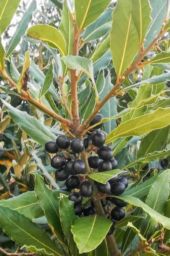Laurel