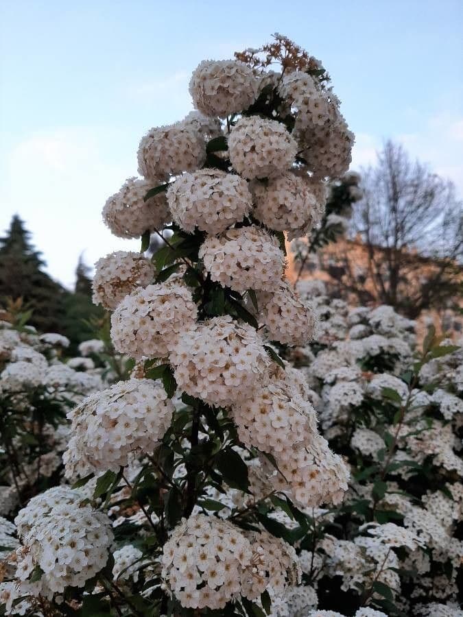Reeve's spiraea 5