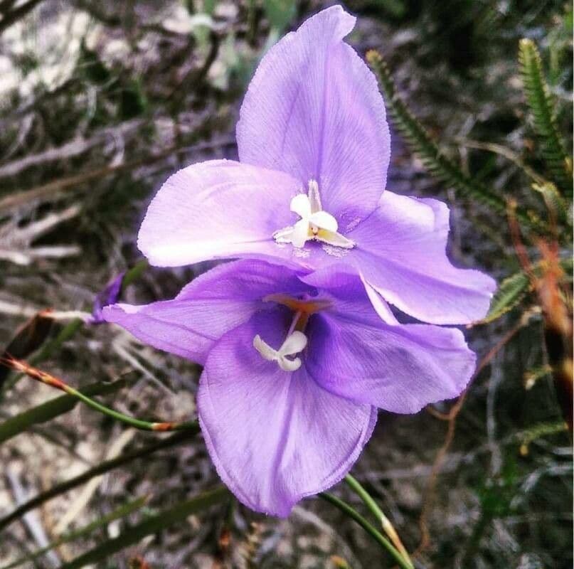 Patersonia