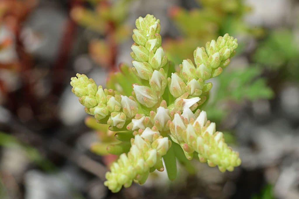 Sedum 3