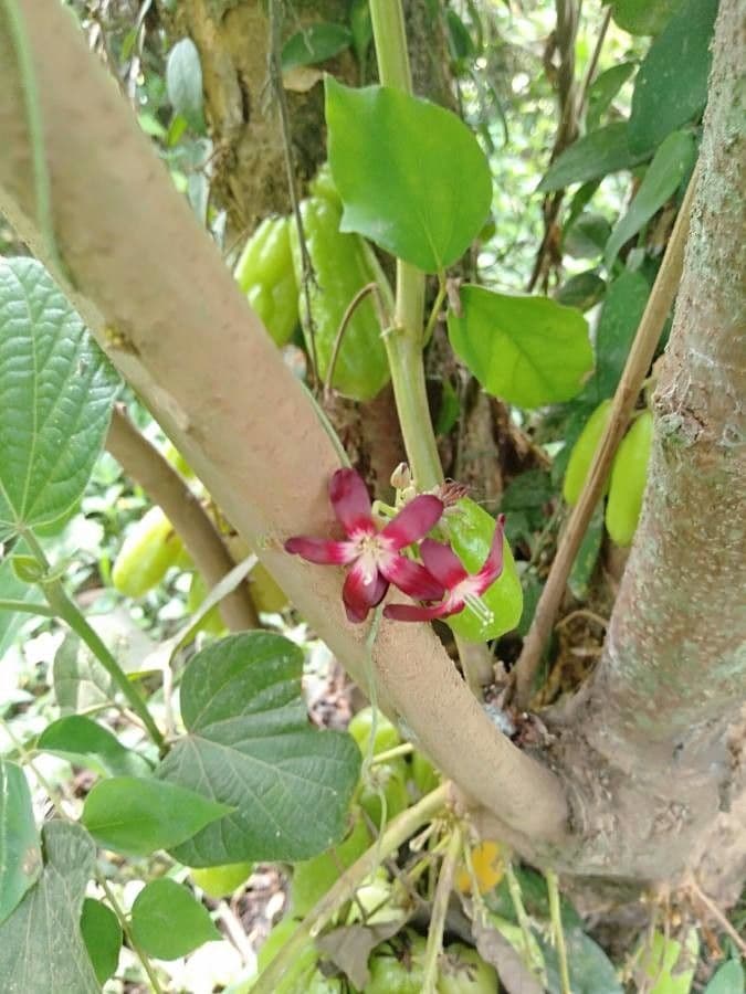 Bilimbi 9