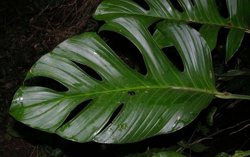 Monstera 8
