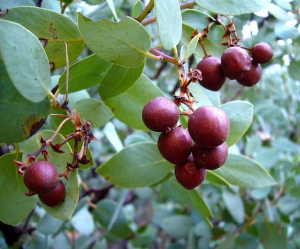 Manzanita 4