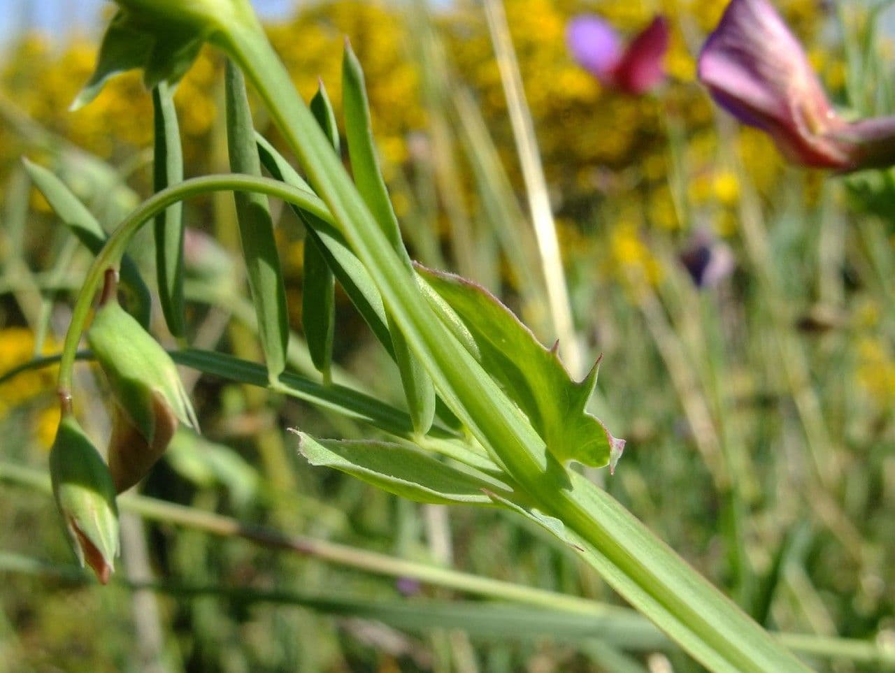 Cicerchia clymenum 25