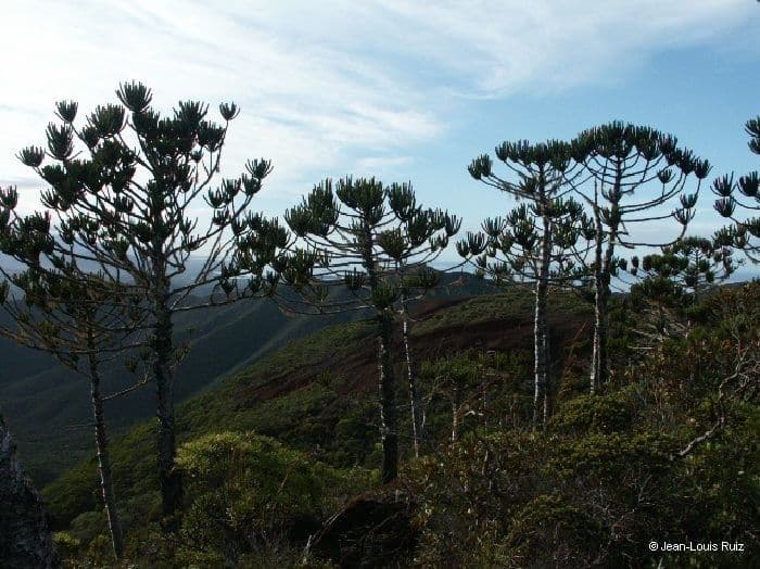 Araucaria 3