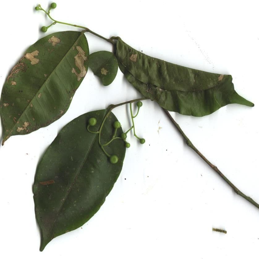 Swartzia 22