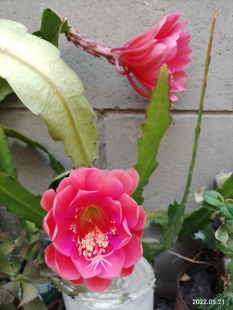 Disocactus 22