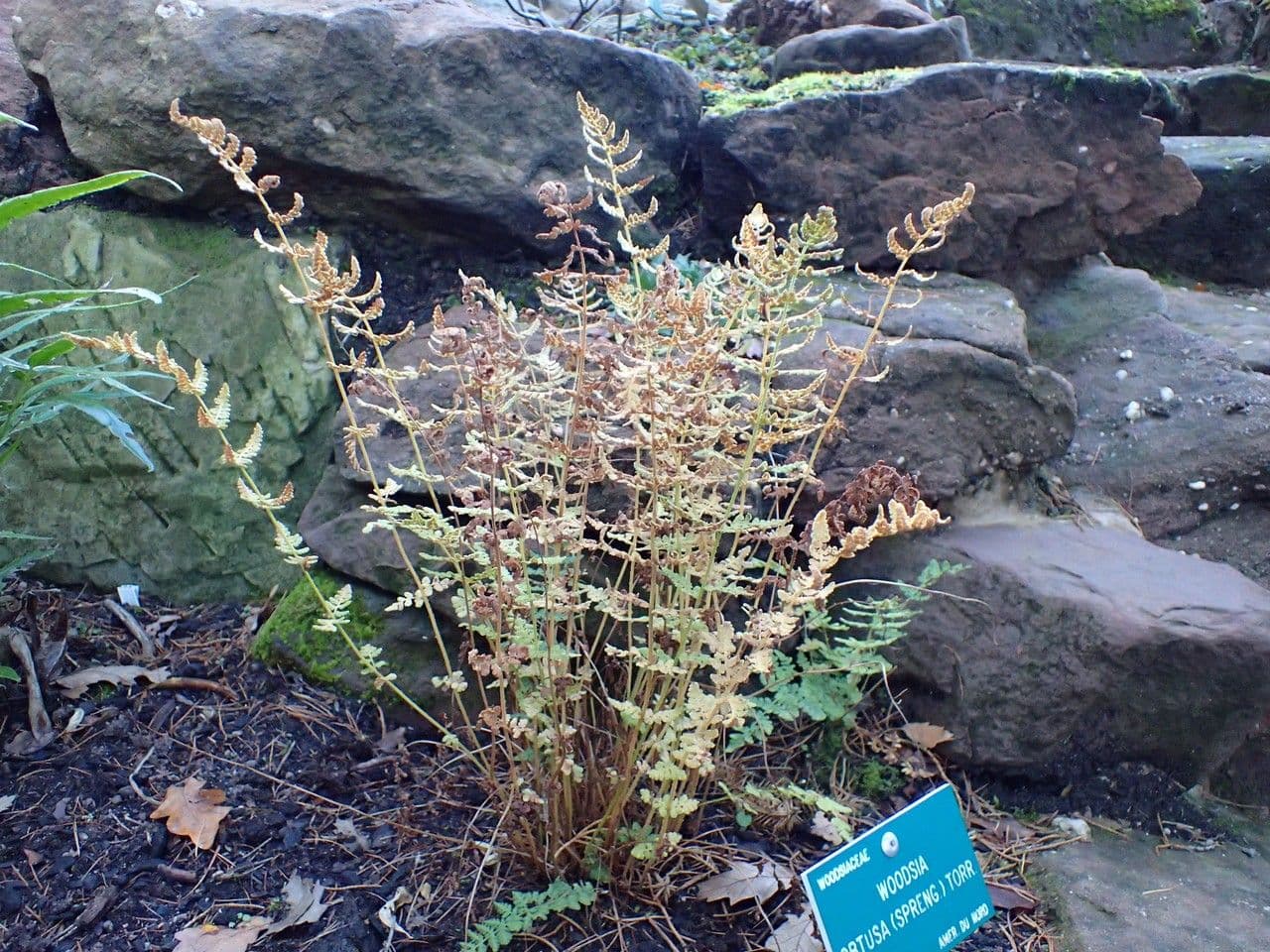Woodsia obtusa 2