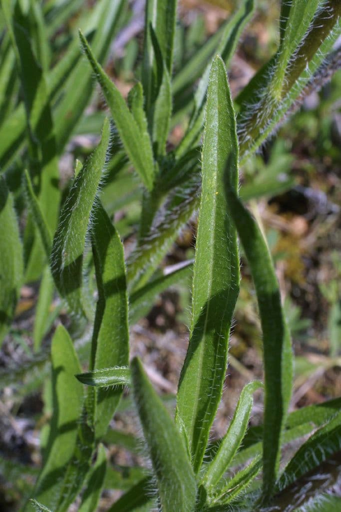 Echinacea del Tennessee 12
