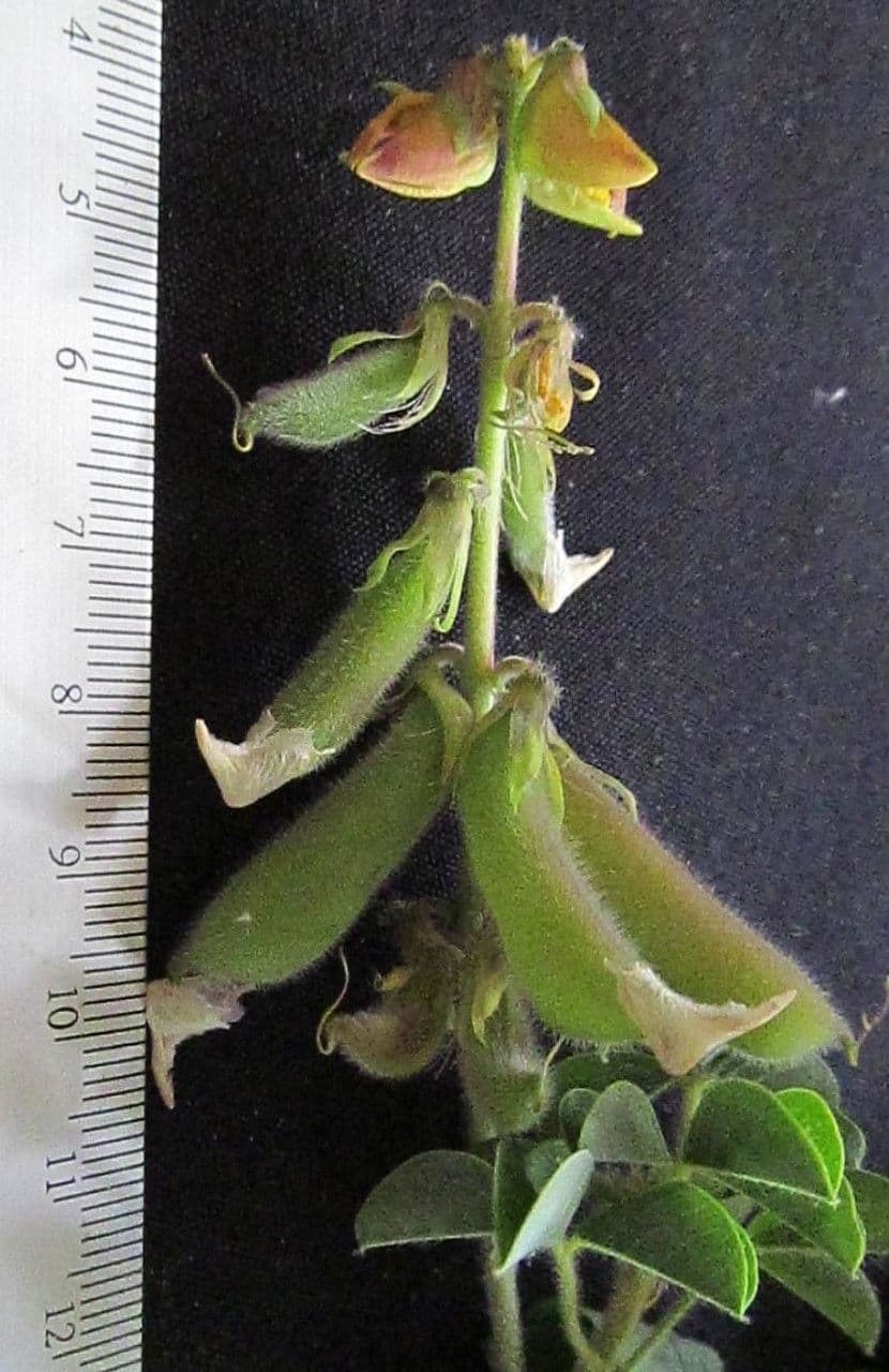 Crotalaria incana 24