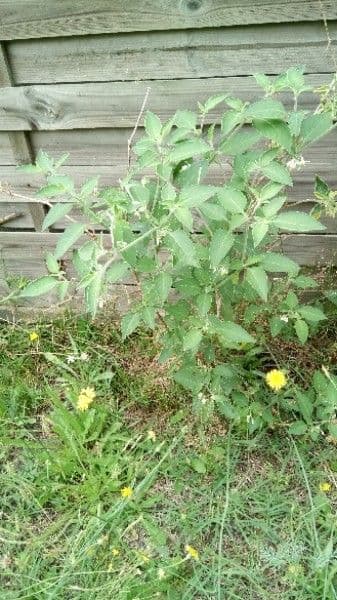 Solanum chenopodioides 15